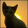 awatar